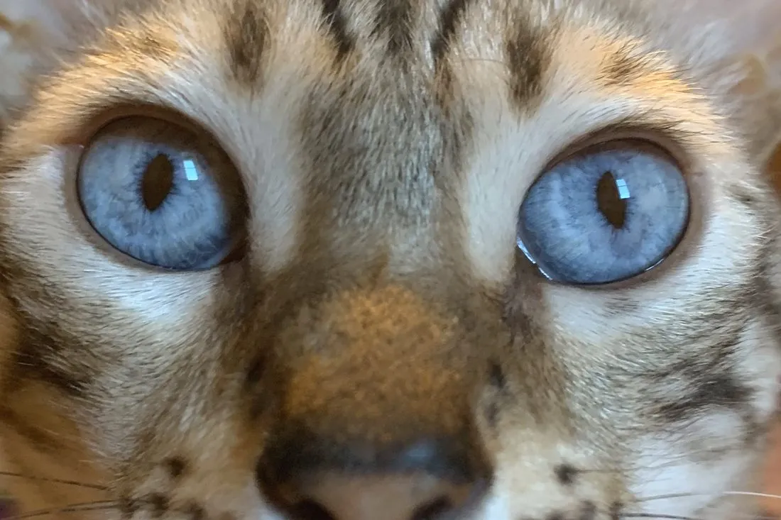 Nahaufnahme der blauen Augen einer Snow-Bengalkatze