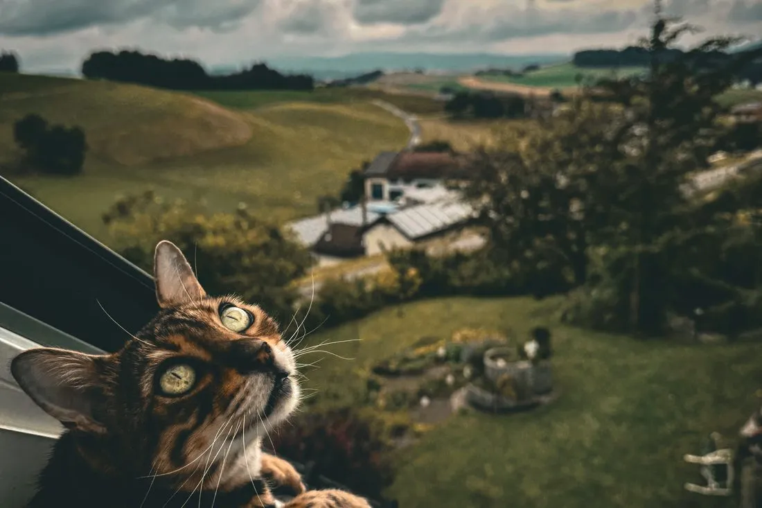 Bengalkatze am Fenster vor der Hügellandschaft des Mostviertels