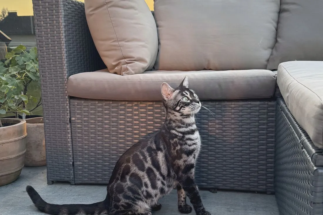 Wenn es dämmert, wird die Terrasse noch einmal spannend. — Bengalkatze