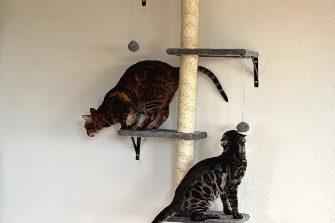 Zwei Bengalkatzen auf Wandbrettern in verschiedenen Höhen