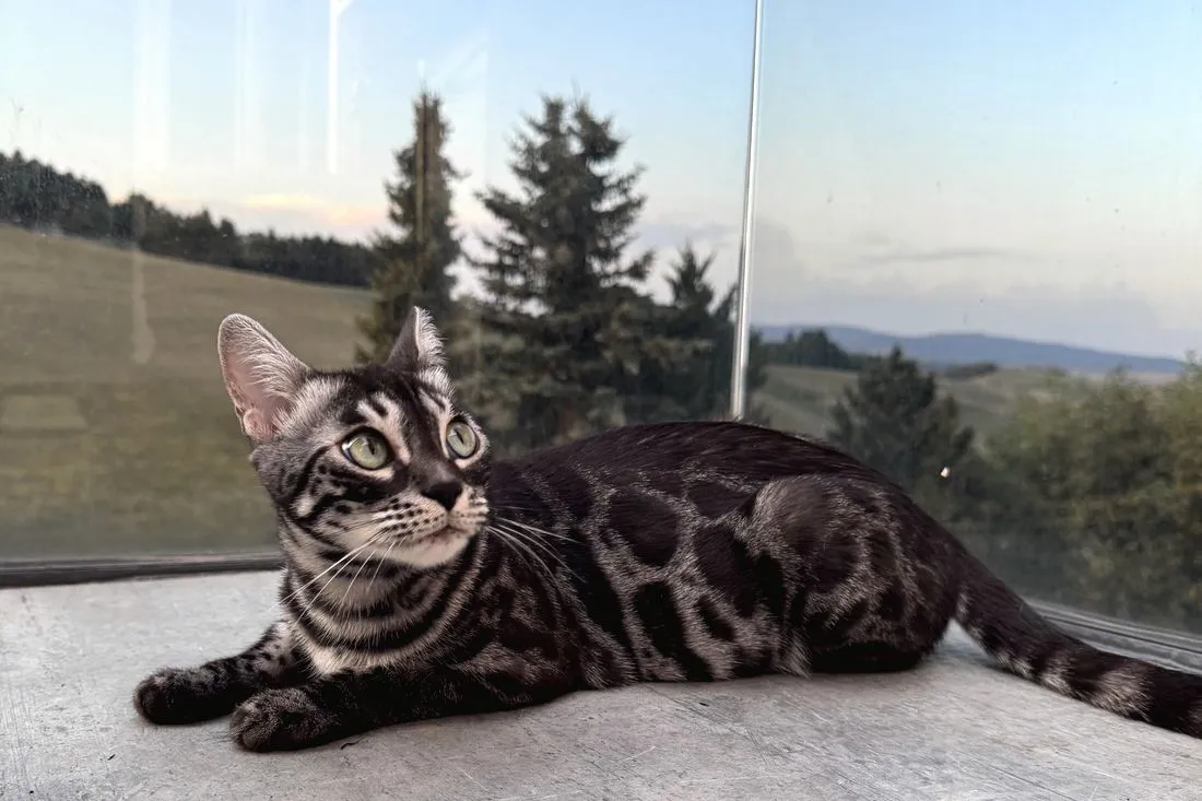 Charcoal-Bengalkatze liegt auf der Terrasse, dahinter die Hügel des Mostviertels