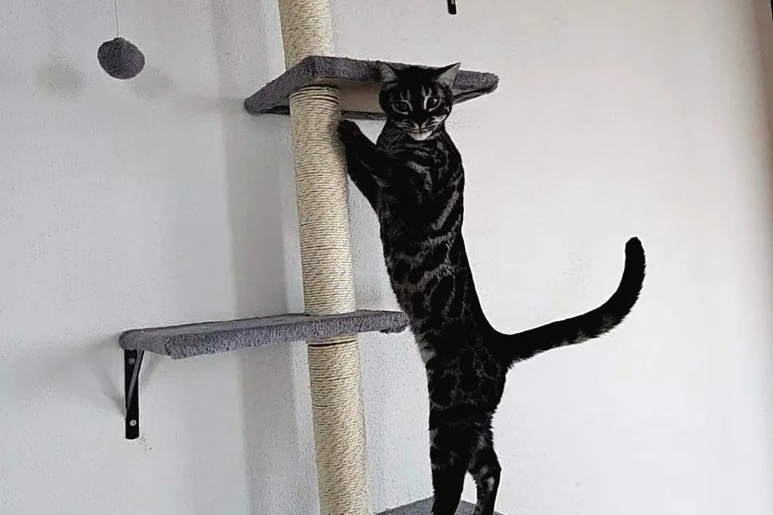 Bengalkatze klettert an einem Kratzbaum die Wand hinauf