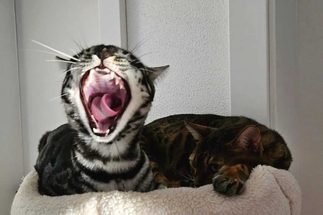 Bengalen reden viel. Und laut. — Bengalkatze