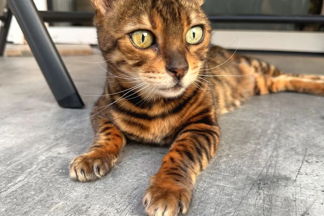 Braune Bengalkatze liegt langgestreckt auf dem Terrassenboden und schaut in die Kamera