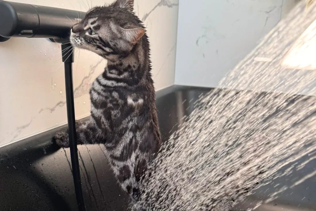 Bengalkatze trinkt aufgerichtet aus einem laufenden Wasserhahn