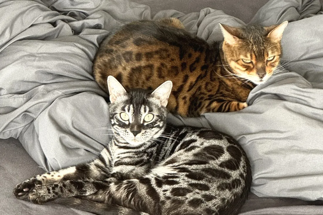 Zwei Bengalkatzen liegen aneinandergeschmiegt auf einem Bett