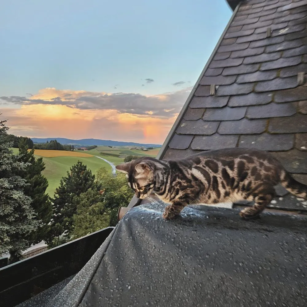 Abendrunde, ganz oben. — Bengalkatze