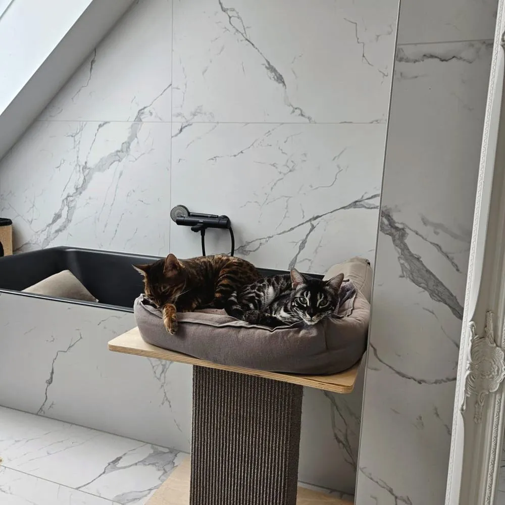 Zwei Bengalkatzen teilen sich ein kleines Katzenbett
