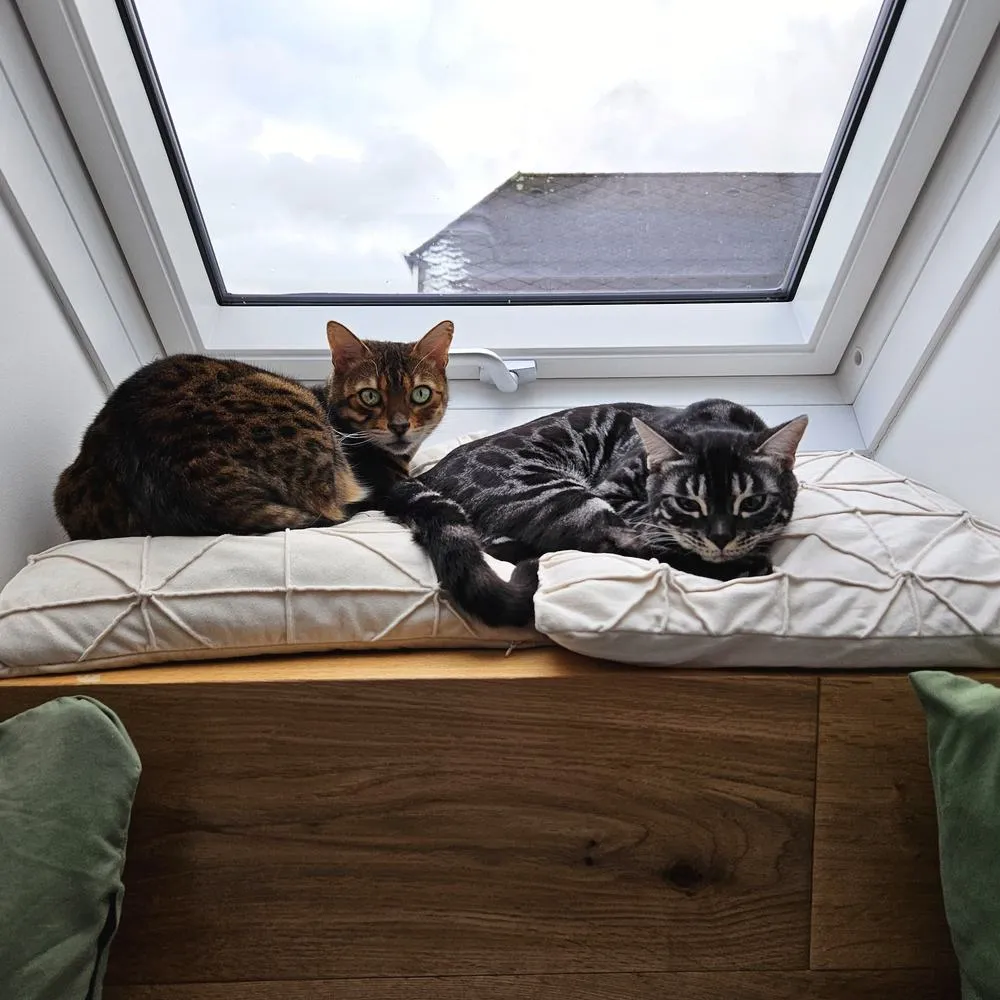 Logenplätze an der Fensterbank. — In Ruhe