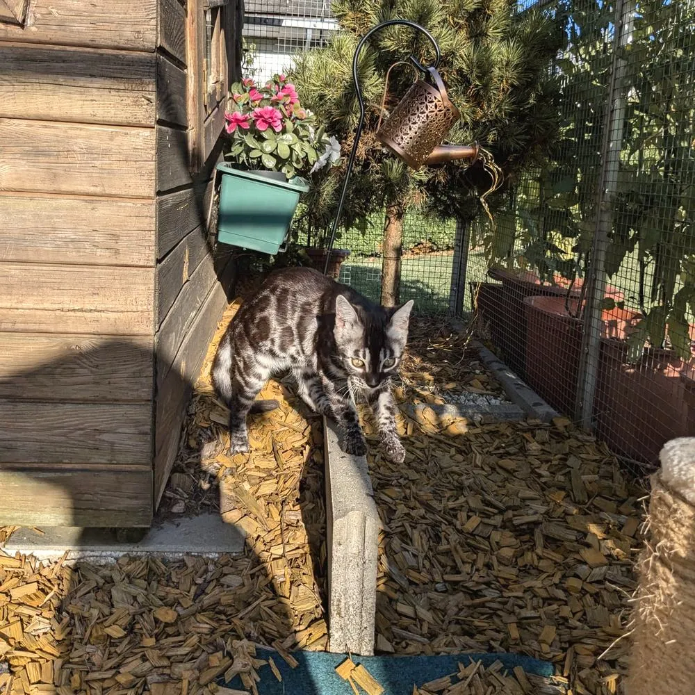 Zwei Bengalkatzen im Freigehege zwischen Pflanzen