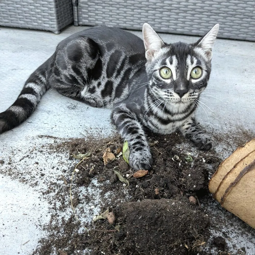 Bengalkatze liegt neben verstreuter Blumenerde
