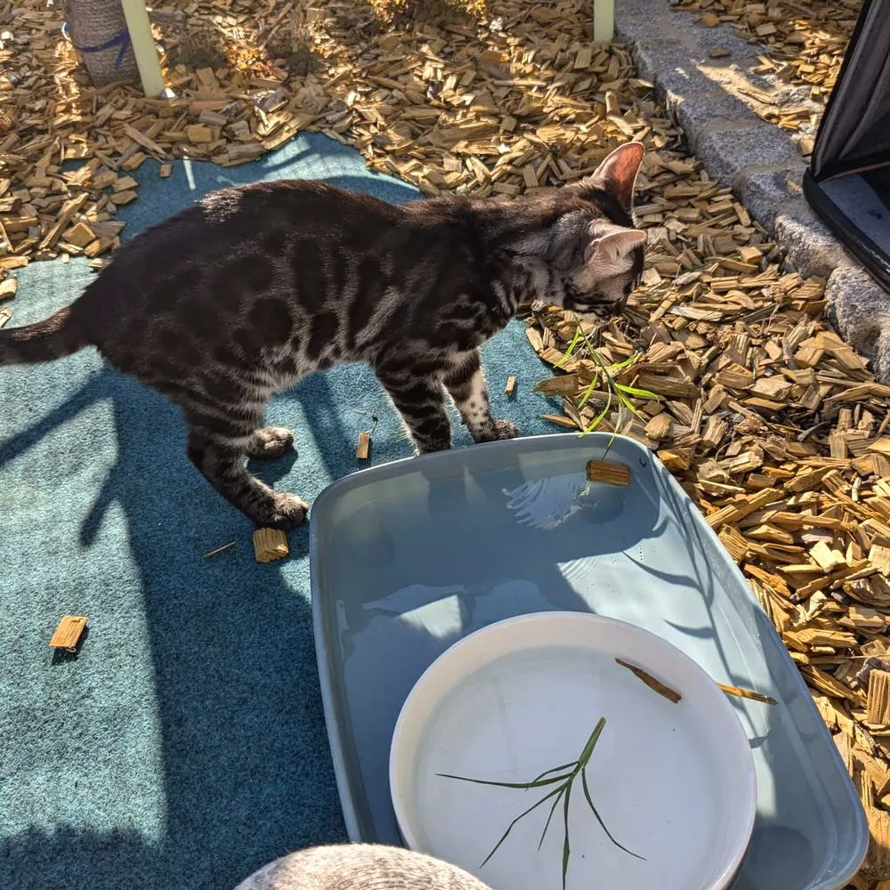 Bengalkatze trinkt draußen aus einer Wasserschale
