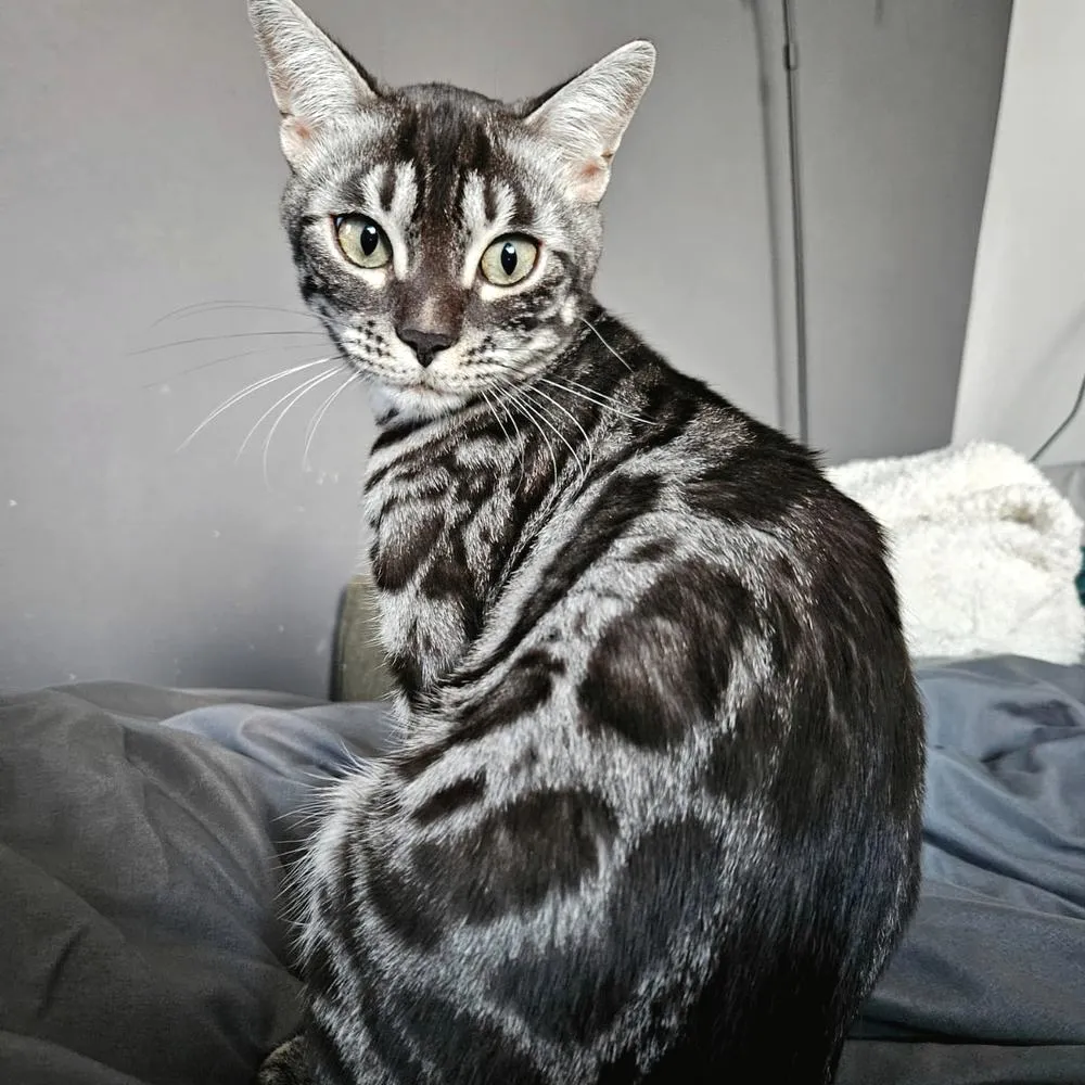 Terra hält Hof auf der Couch. — In Ruhe