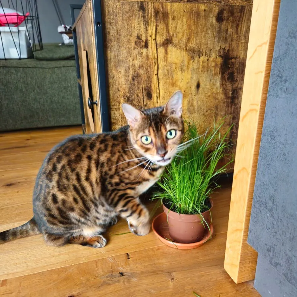 Katzengras gehört zur Grundausstattung. — Bengalkatze