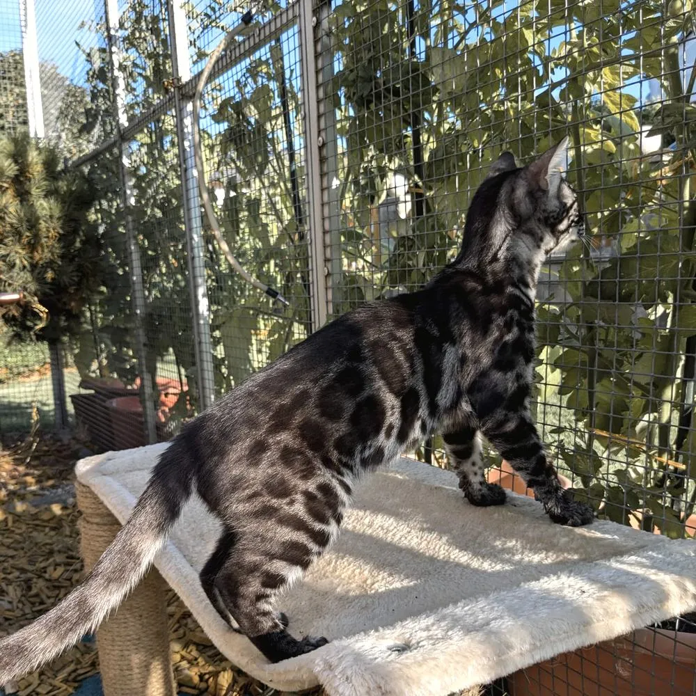 Bengalkatze klettert im Freigehege