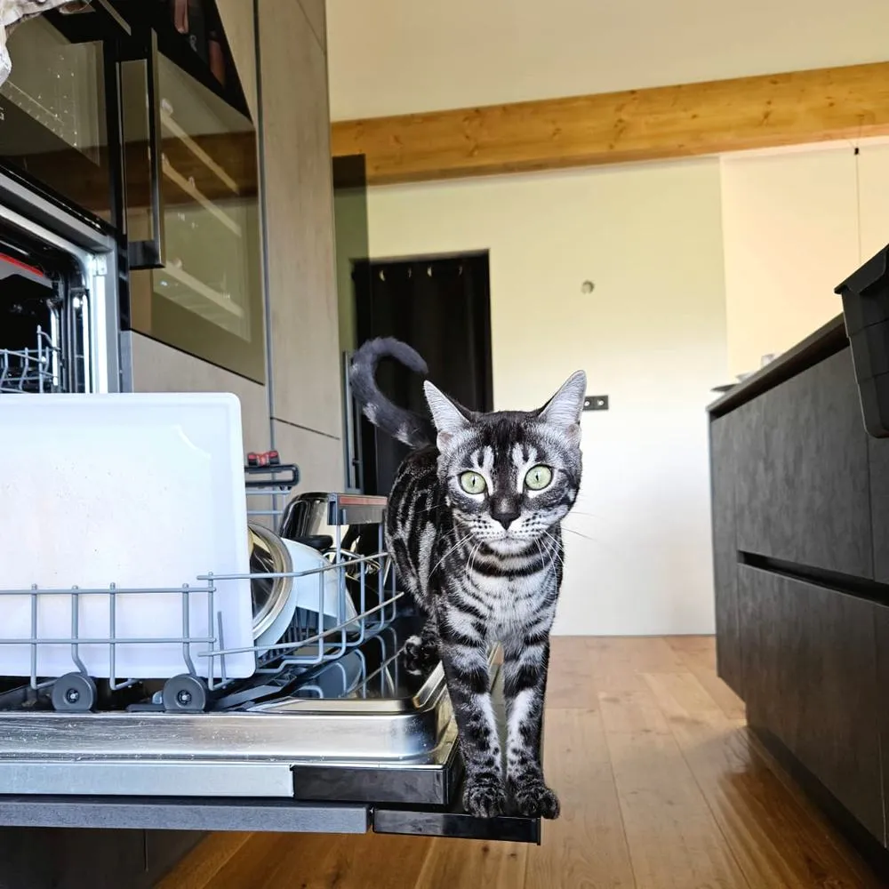 Bengalkatze sitzt neben der Spüle auf der Küchenzeile