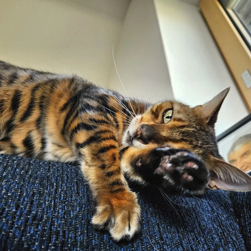 Zwei Bengalkatzen kuscheln auf dem Kratzbrett