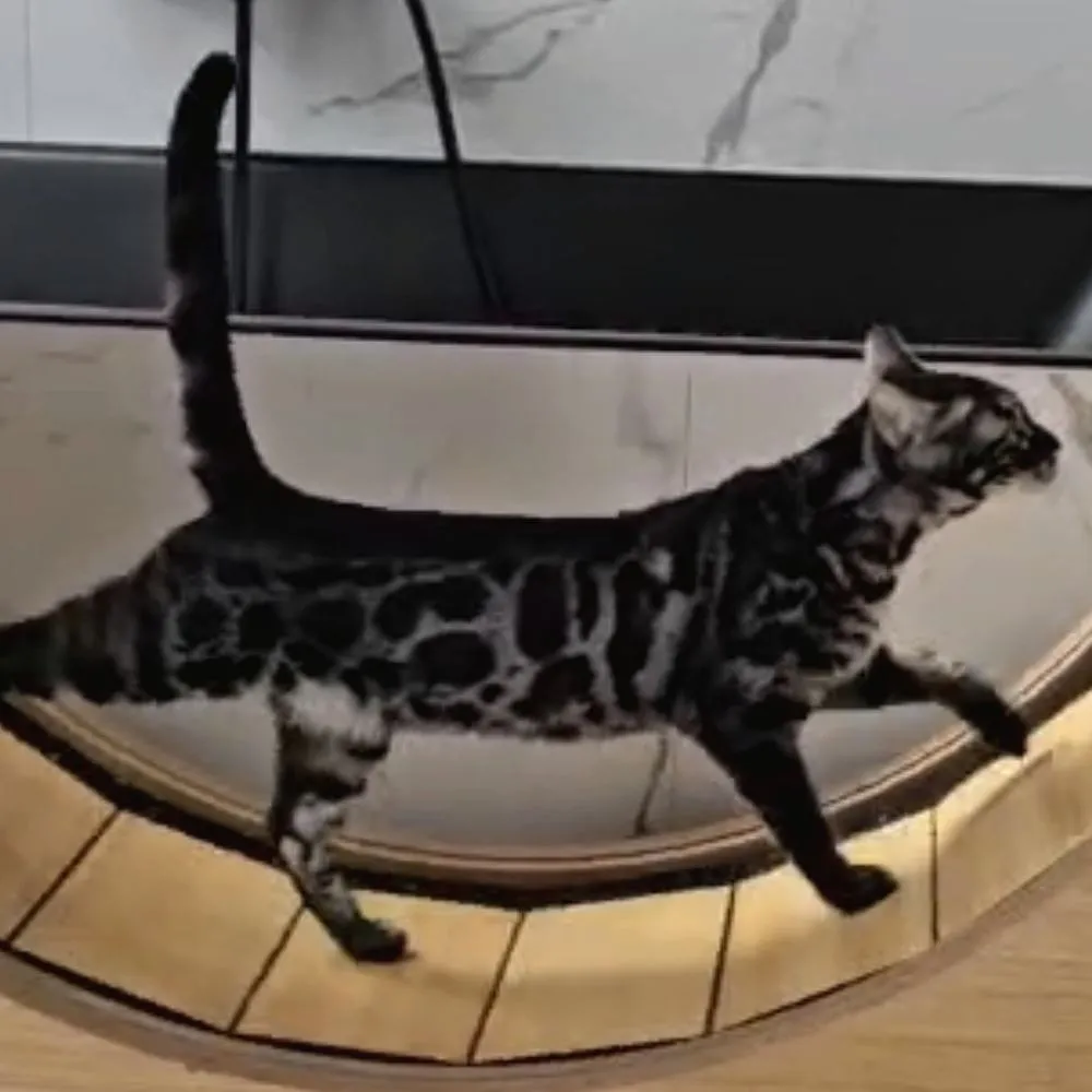 Das Laufrad ist kein Deko-Stück. — Bengalkatze