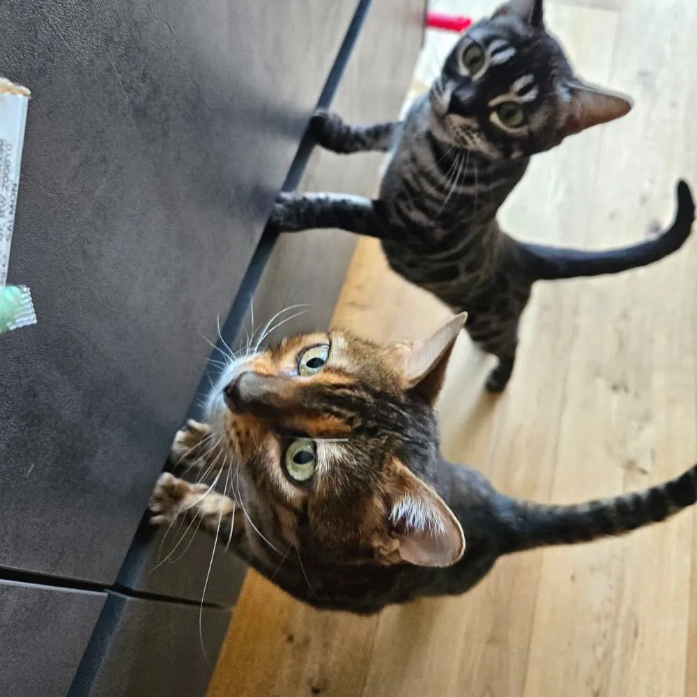 Bengalkatze schaut kopfüber von der Leiter herab