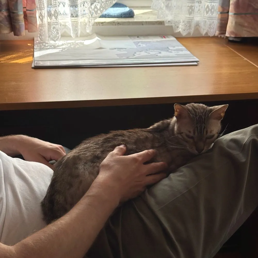 Bengalkatze wird auf dem Schoß gestreichelt
