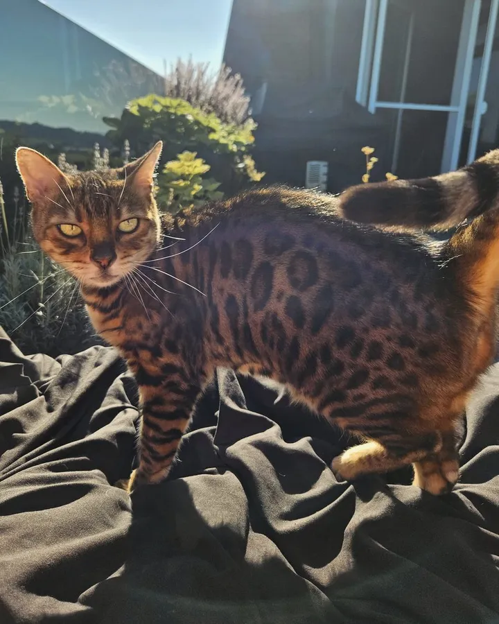 Gaia, Bengalkatze