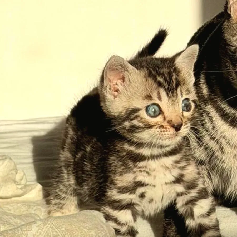 Diana mit fünf Wochen — Bengalkatze, Kitten