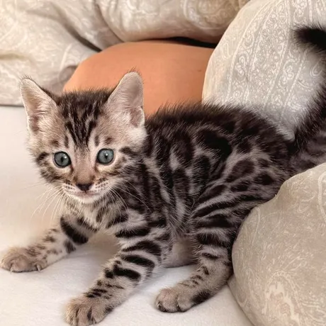 Der Kater, neugeboren