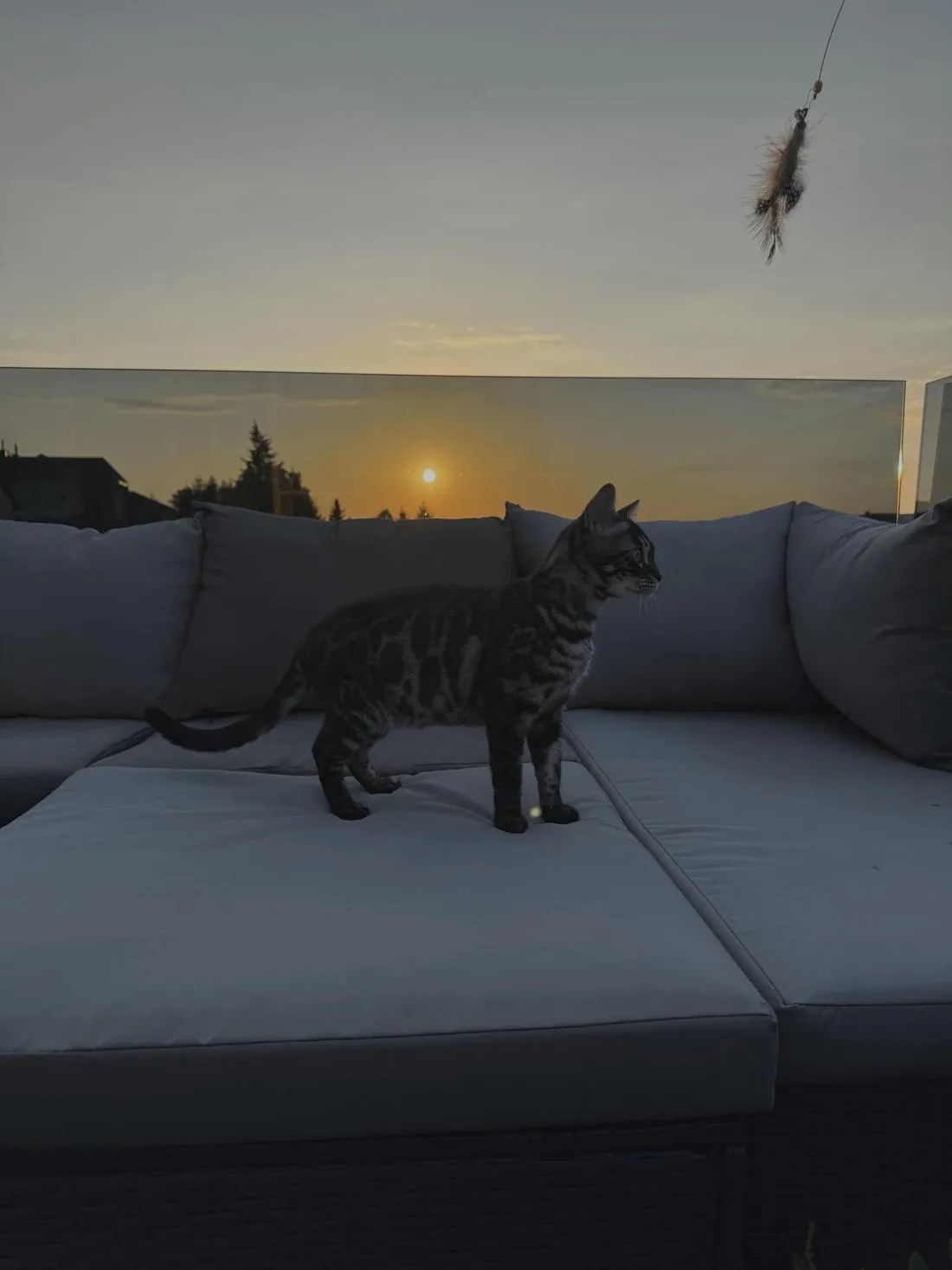 Bengalkatze im Halbprofil, warmes Nachmittagslicht