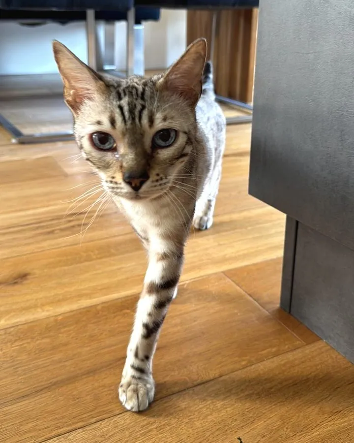 Skrillex, Bengalkatze