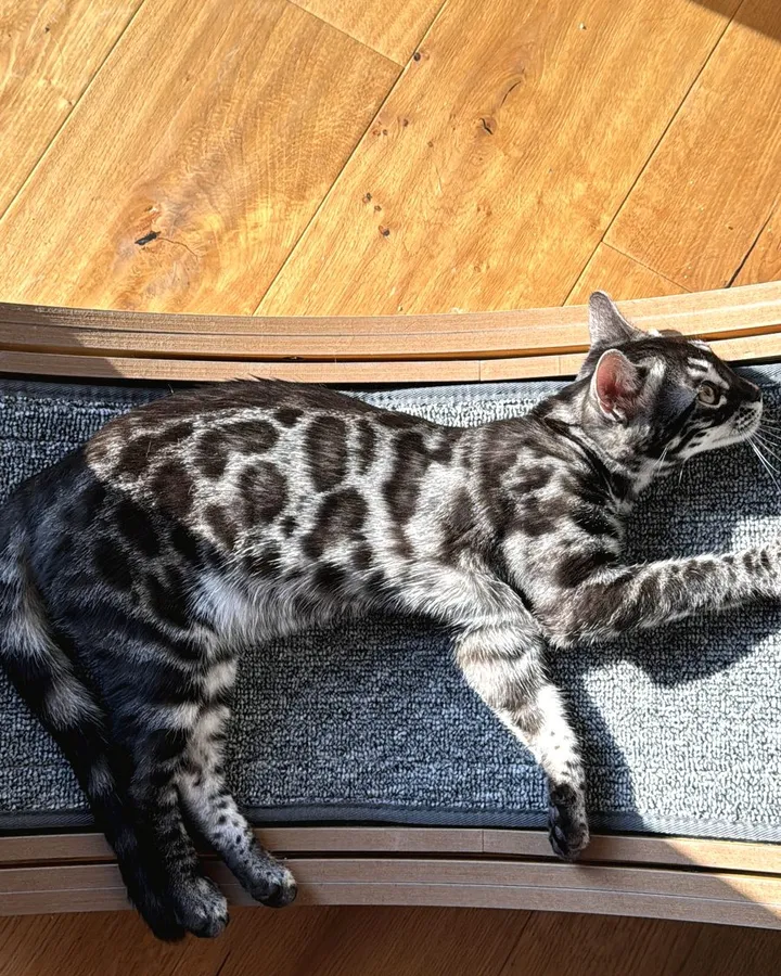 Terra, Bengalkatze