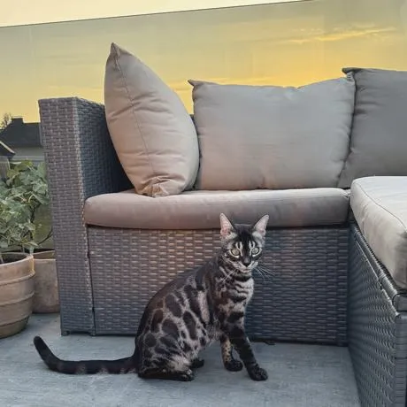 Bengalkatze in warmem Innenlicht, Beispielbild