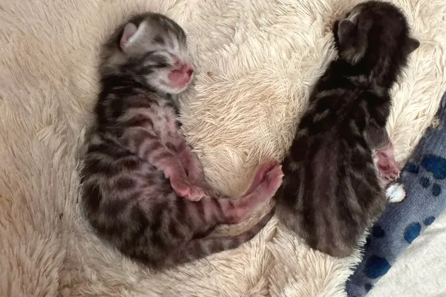 Die beiden neugeborenen Kitten nebeneinander auf einer flauschigen Decke: links Darius mit heller, silbriger Zeichnung, rechts die dunkle, fast braunschwarze Diana.