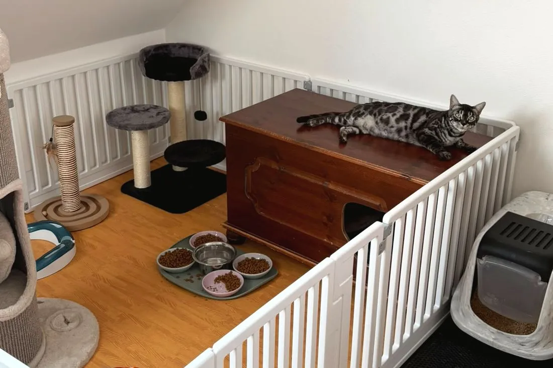 Die vorbereitete Wurfecke mit Terra auf der Wurfbox — Bengalkatze, Bengalkatze