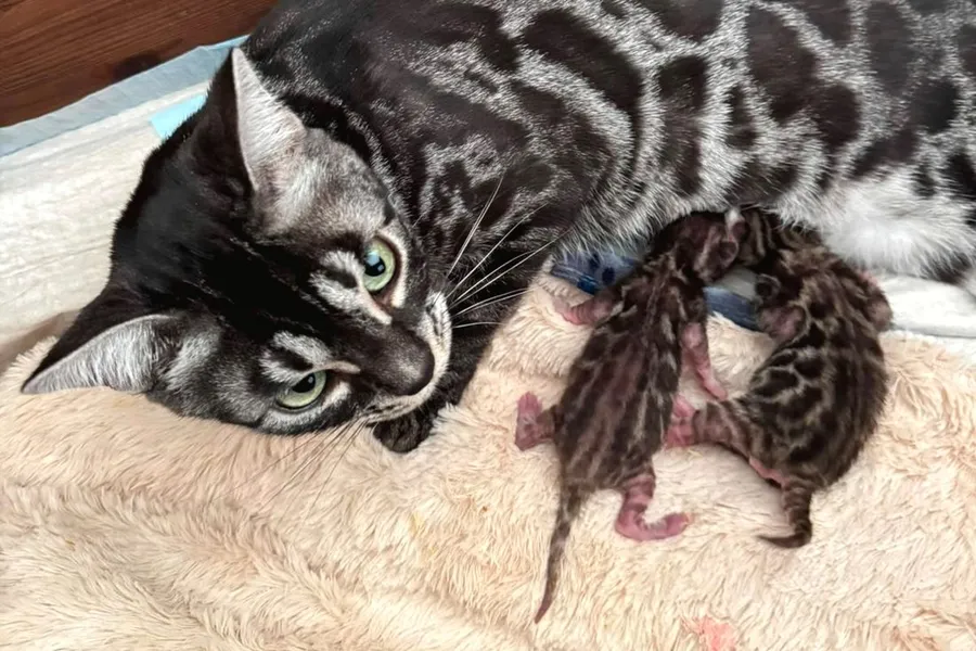 Terra liegt entspannt auf einer hellen Decke und blickt in die Kamera, während Diana und Darius an ihrem Bauch trinken.