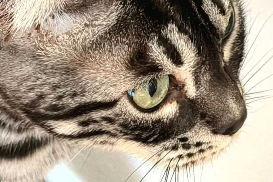 Terras Auge und Nase in Nahaufnahme, der Blick geht zur Seite.