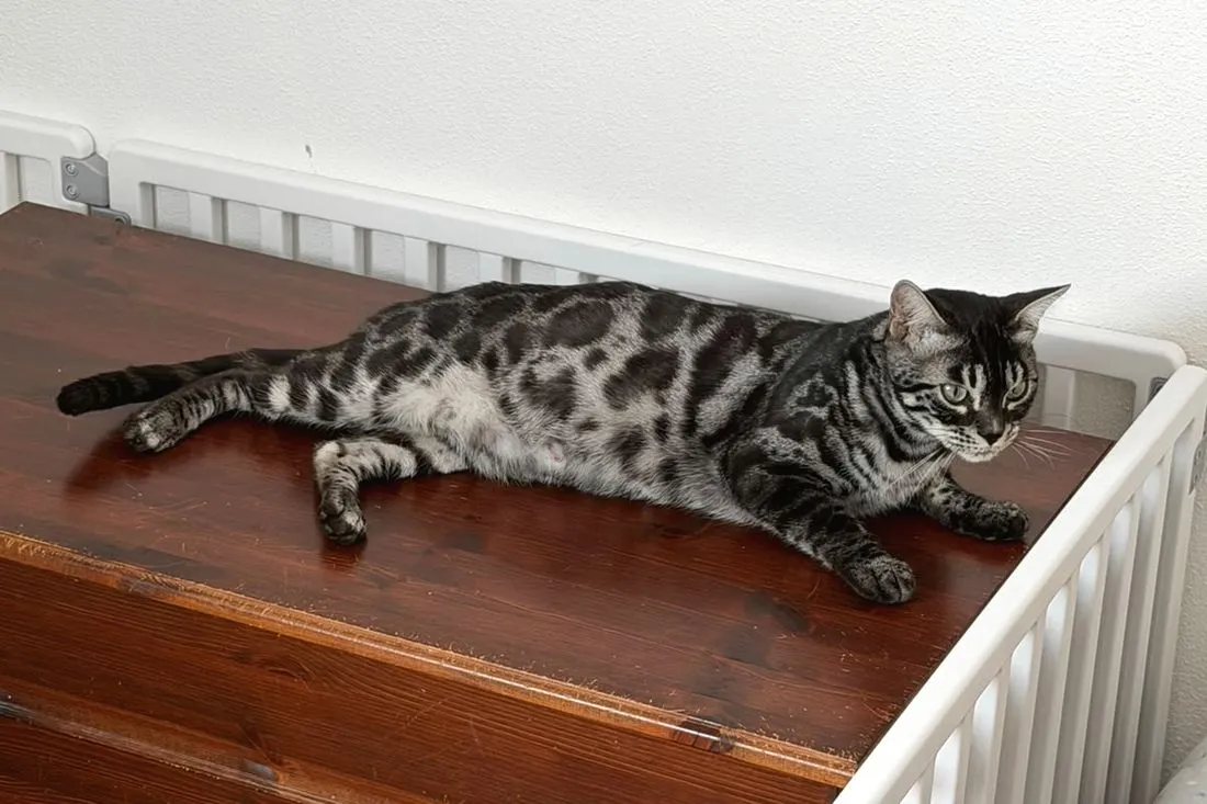 Terra, hochträchtig, auf dem Deckel ihrer Wurfbox — Bengalkatze, Bengalkatze