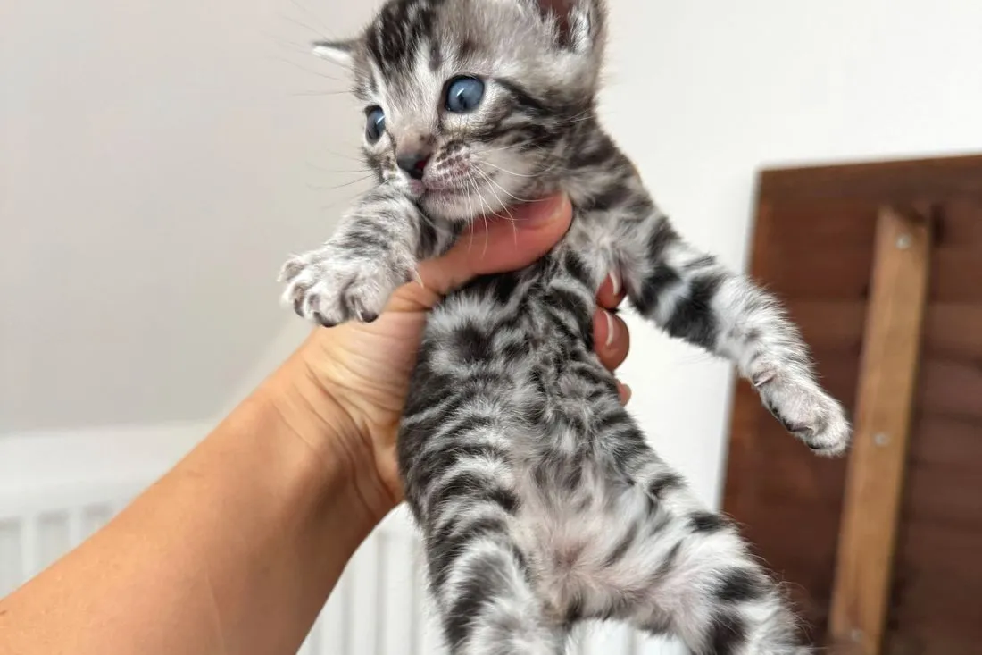 Diana von vorn: heller Grund, dunkle Flecken — Bengalkatze, Bengalkatze