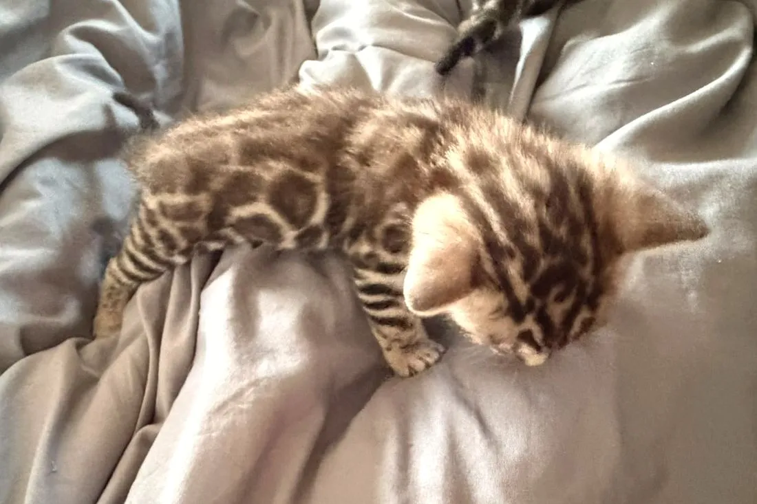 Die Rosetten auf Darius' Rücken in der vierten Woche — Bengalkatze, Bengalkatze