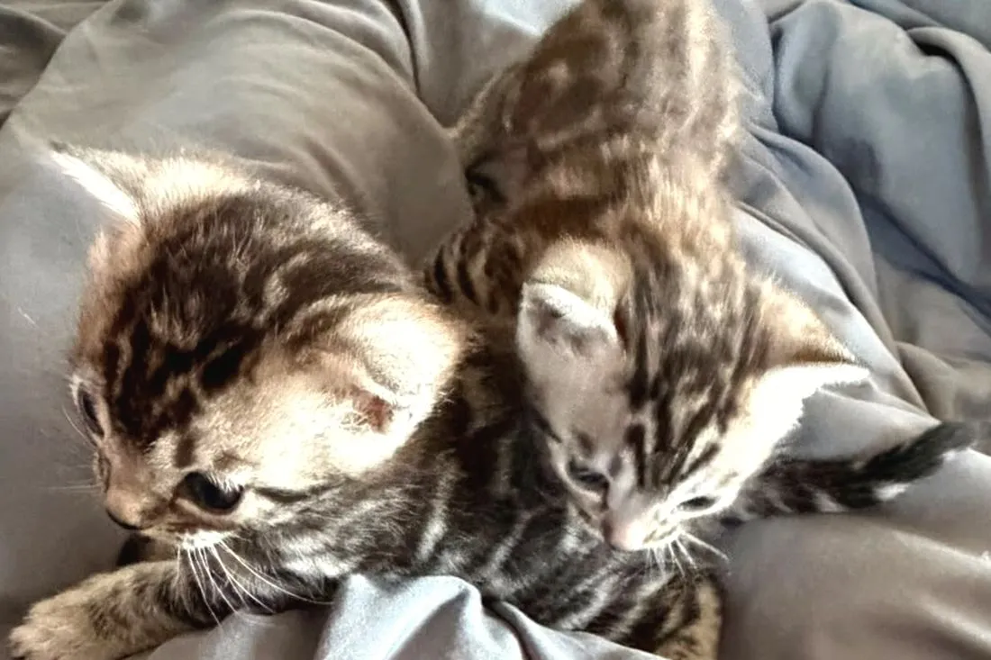Diana und Darius mit vier Wochen nebeneinander — Bengalkatze, Bengalkatze