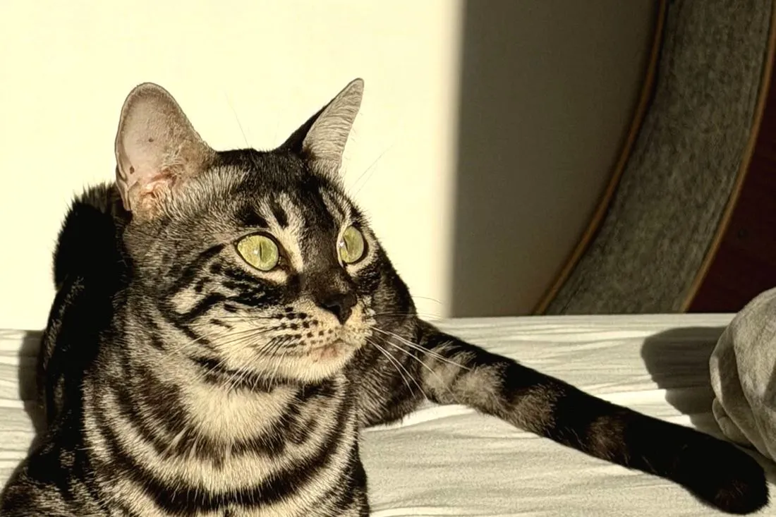 Terra ausgestreckt auf dem Bett, fünfte Woche nach der Geburt — Bengalkatze, Bengalkatze