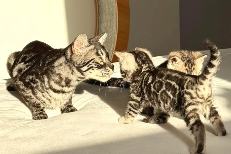 Terra steht Nase an Nase mit einem ihrer Kitten auf dem Bett, das zweite Kitten läuft mit aufgestelltem Schwanz daneben.